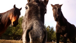 horses at the mountain